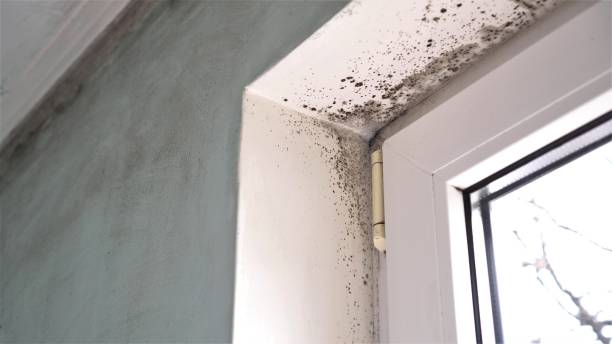 Best Mold Testing  in Rancho Mission Viejo, CA
