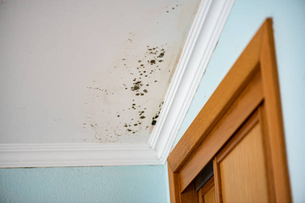 Best Crawl Space Mold Removal  in Rancho Mission Viejo, CA
