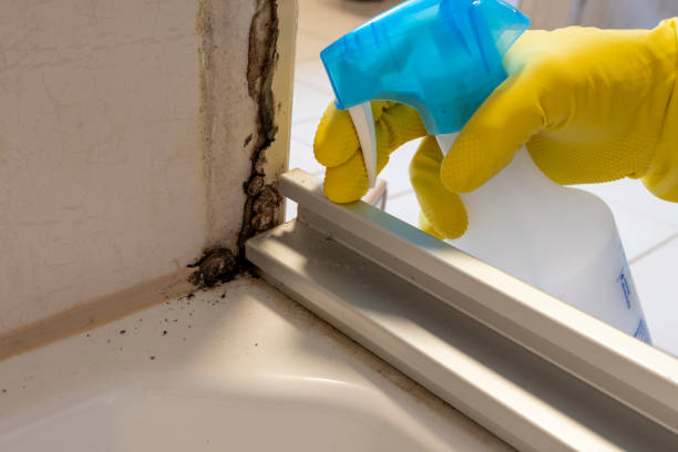 Trusted Rancho Mission Viejo, CA Mold Removal Experts