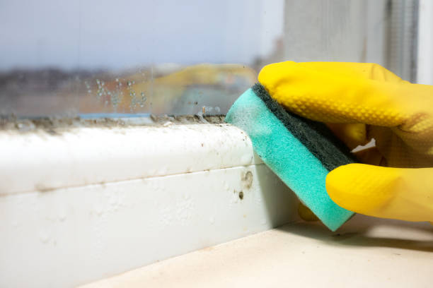 Best Office Mold Removal Services  in Rancho Mission Viejo, CA