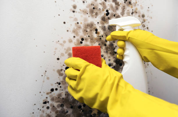 Best Attic Mold Removal  in Rancho Mission Viejo, CA