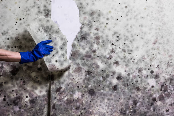 Best Office Mold Removal Services  in Rancho Mission Viejo, CA